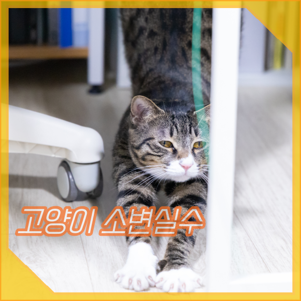 고양이 소변실수, 스프레이와 마킹의 차이, 해결 방법