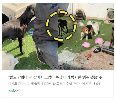 [오후뉴스] “밥도 안줬다…” 강아지 고양이 수십 마리 방치한 ‘광주 펫숍’ 주인에 모두가 경악