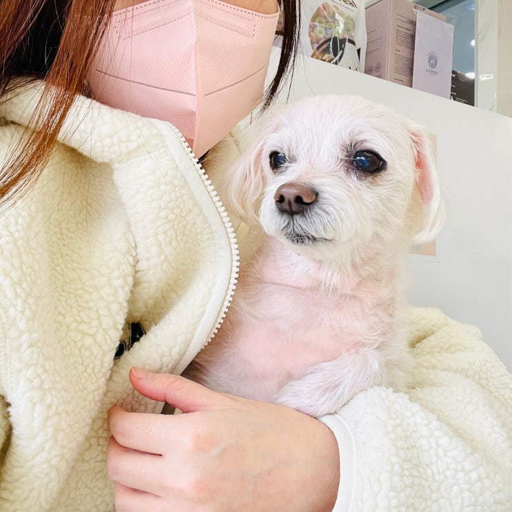  강아지 림포마 혈액암 림프종 항암치료 14차