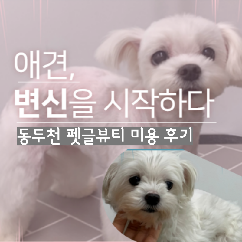 사진 5