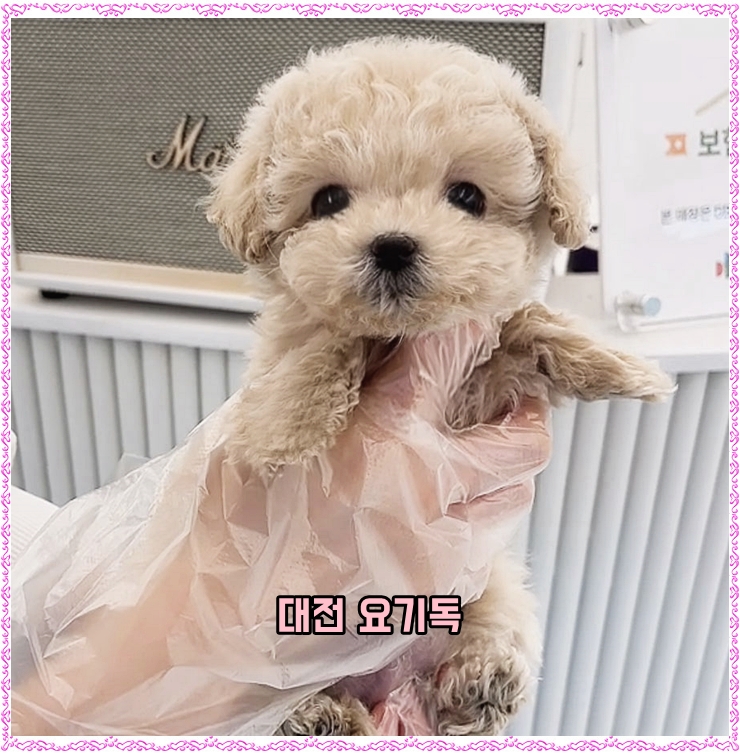  대전강아지분양가 비대면 절차와 함께