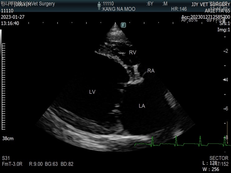 강아지 심장병 진단 심장초음파 결과 23.1.27