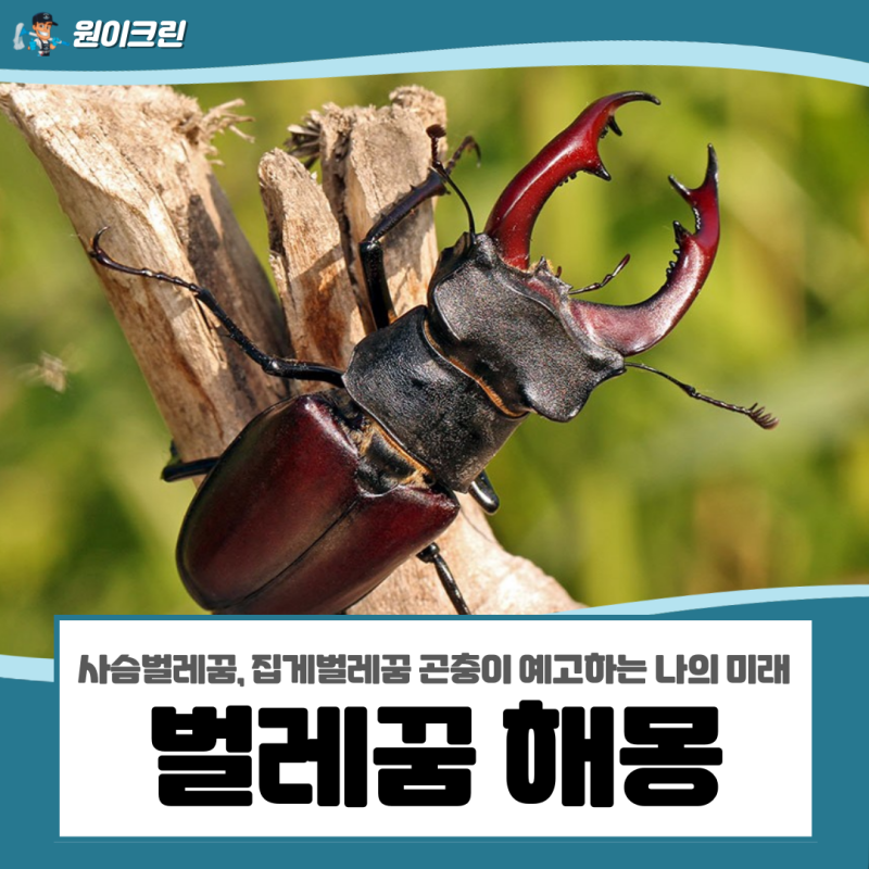 벌레꿈 해몽, 사슴벌레꿈, 집게벌레꿈 곤충이 예고하는 나의 미래