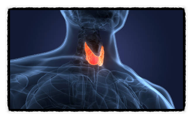 갑상선(Thyroid) 기능 항진증, 저하증 증상과 예방 방법
