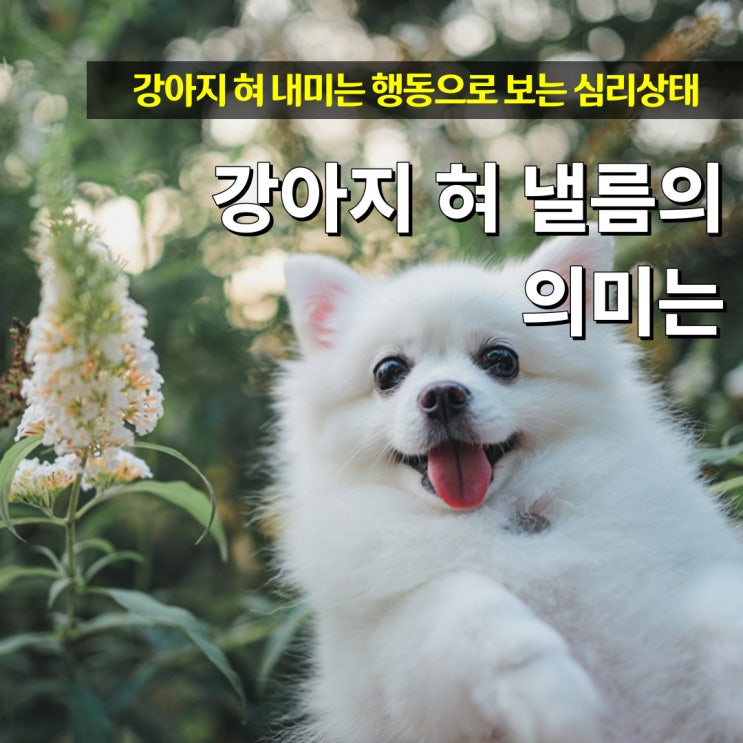  강아지 혀 낼름 이유와 혀나옴 행동의 의미