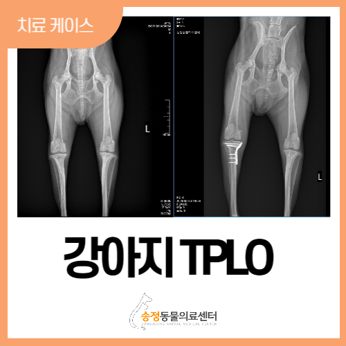  강아지십자인대파열, 회복이 빠른 TPLO 수술 치료 사례(슬개골 , 전방십자인대파열 전문 동물의료센터)
