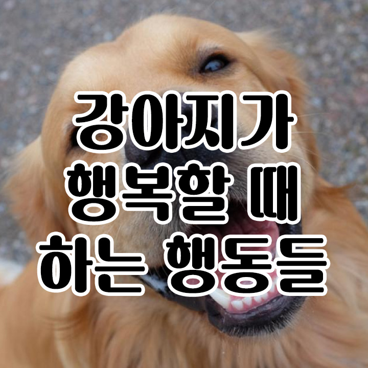  강아지가 행복할 때 하는 행동들