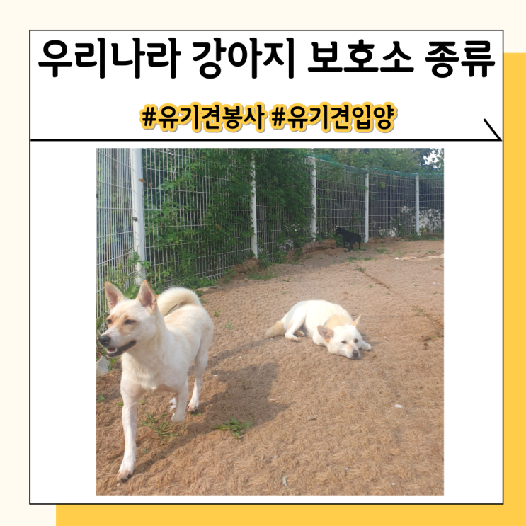강아지 보호소 유기견 보호소 정보 알아봐요 강아지 보호소 유기견 보호소 정보 알아봐요