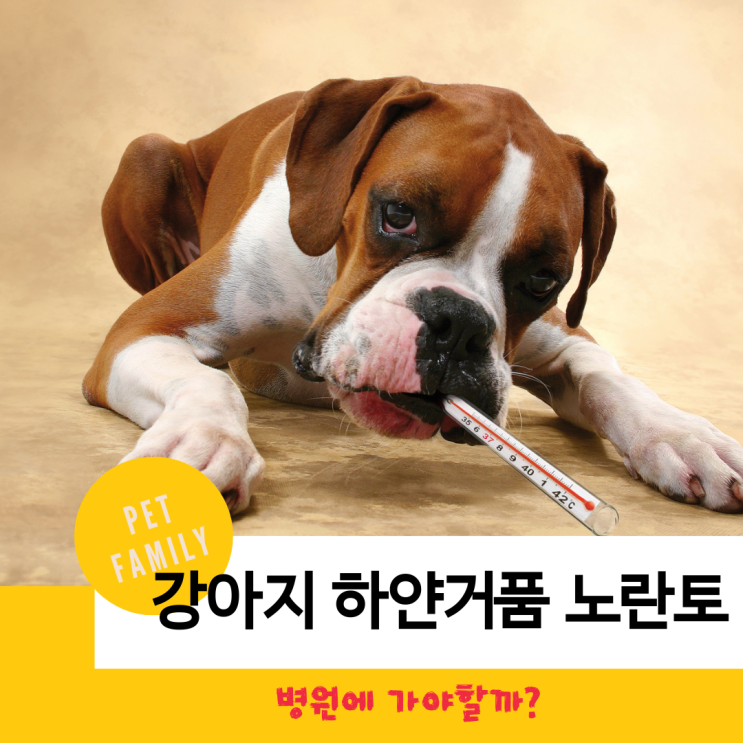  강아지 거품 섞인 노란 토해요. 이유와 해결법은?