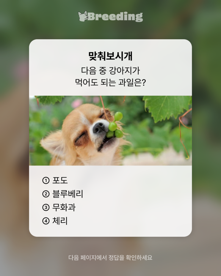 강아지가 먹어도 되는 과일은 무엇일까요? #강아지과일 강아지가 먹어도 되는 과일은 무엇일까요? #강아지과일