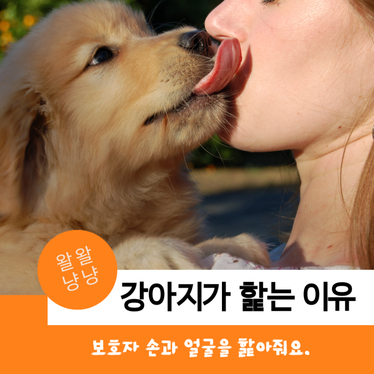  강아지가 주인 얼굴과 손을 핥아줘요. 왜 그러는 걸까요?