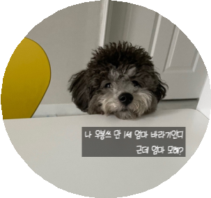  [실버푸들]미키마우스 이마랑 존똑! 미키마우봉(º ﾛ º๑)