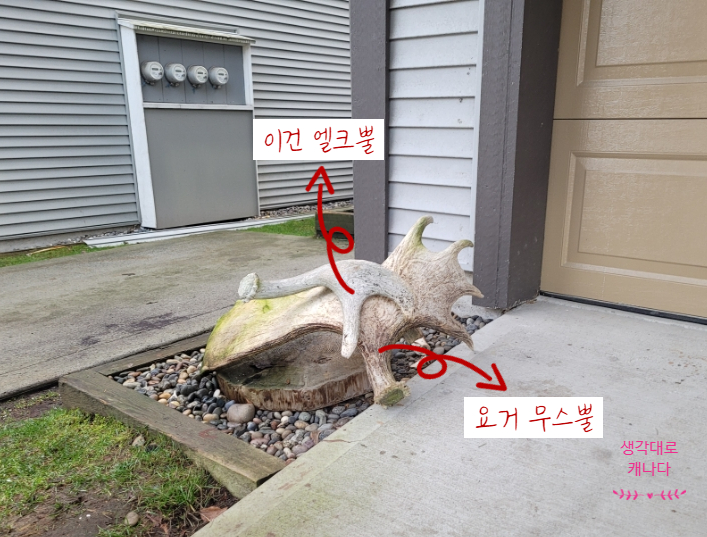  하나는 엘크, 하나는 무스의 뿔이라오. + 드라이브