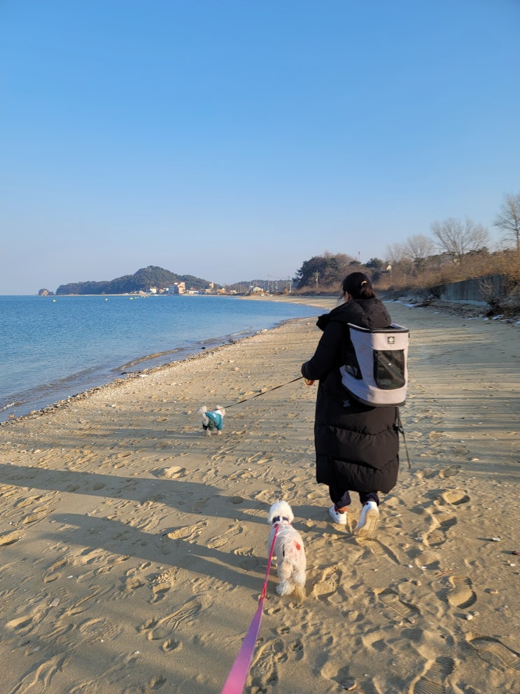  충남 당진 장고항 근처 애견동반 카페 그리고 바닷가