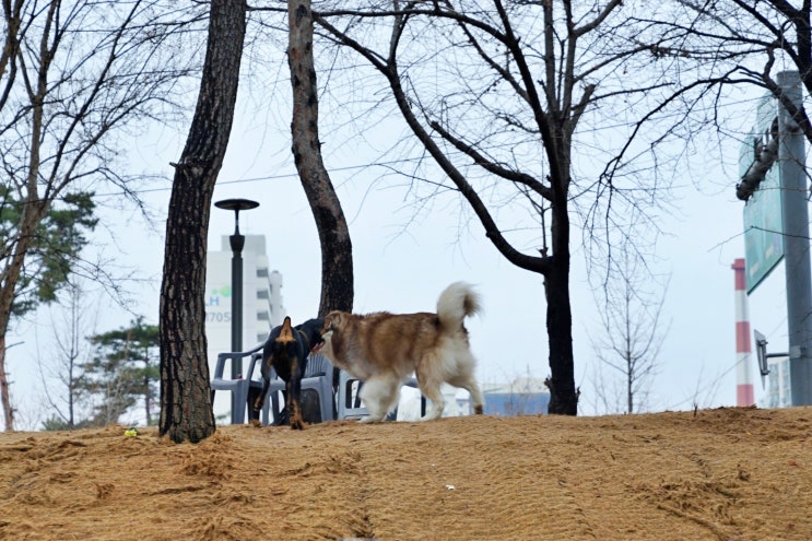  서울 반려견 놀이터, 노원 마들 스타디움