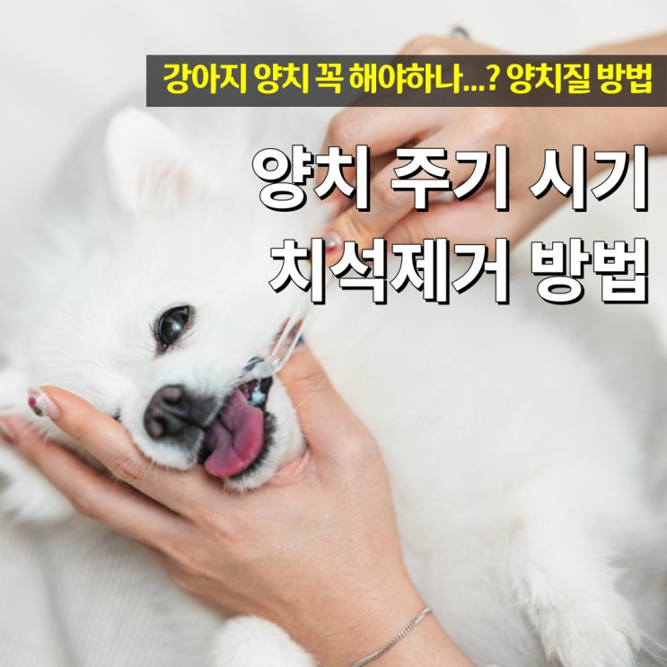  강아지 양치 주기와 시기 치석제거 등 양치질 방법