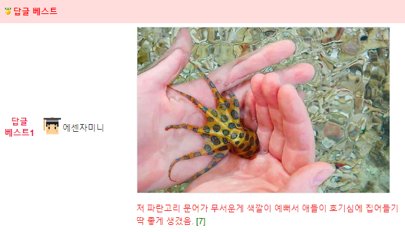 바다에서 파란무늬문어 (파란고리문어) 조심하세요