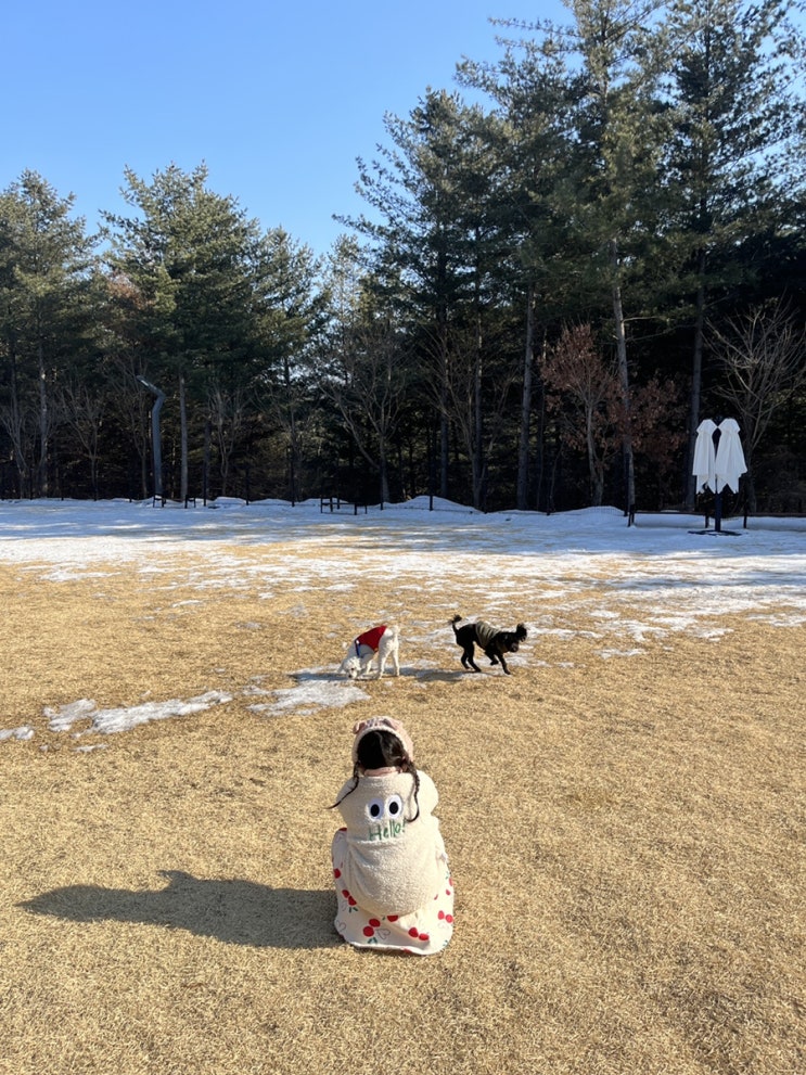  [춘천]  강아지 테마파크 '강아지 숲' 강아지랑 아이랑 다녀오기