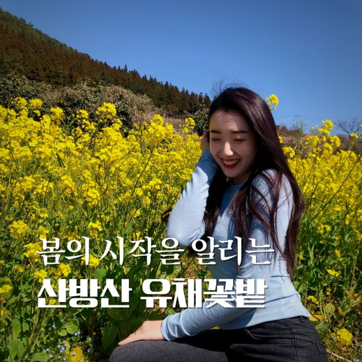  제주 2월 유채꽃 시기, 산방산 유채꽃밭으로 떠나요