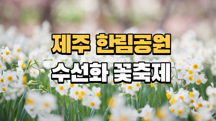 제주한림공원 꽃축제 수선화 매화 벚꽃 튤립