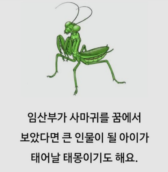 핑크색 사마귀꿈, 태몽이 아닐 수 없다