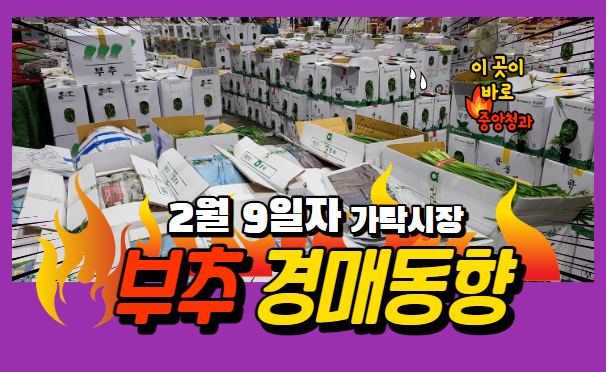  [경매사 일일보고] 2월 9일자 가락시장 "부추" 경매동향을 살펴보겠습니다!