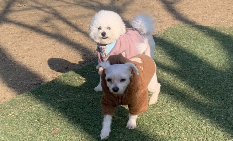  강아지보다 주인이 더 좋아할 애견동반이 가능한  남양주 강아지카페 바닐라브릭