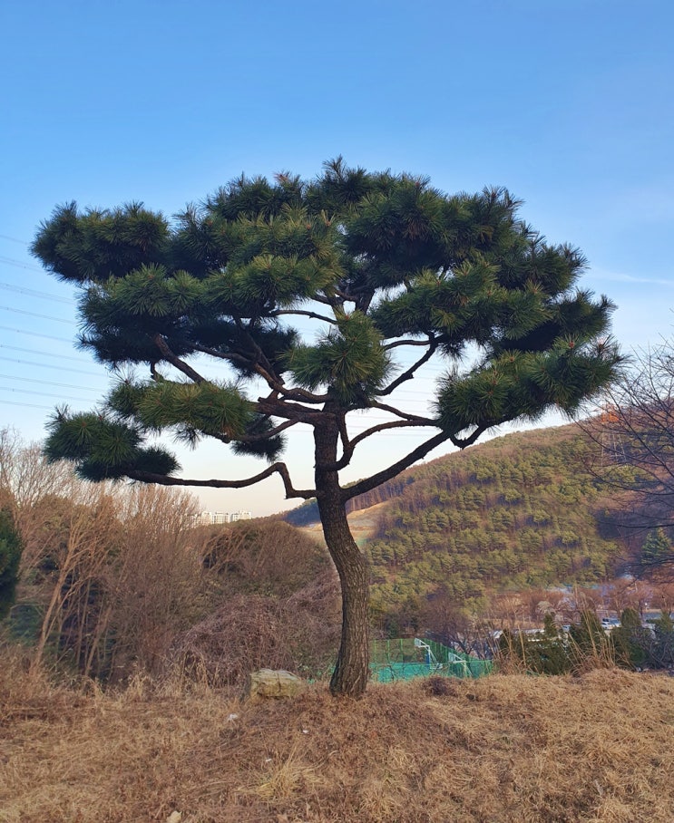  수목장 영구적 기간의 중요성