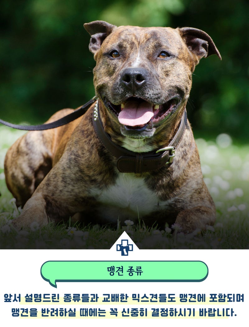 맹견 종류 어떤 아이들이 포함될까? : 네이버 블로그, image size:800x1048