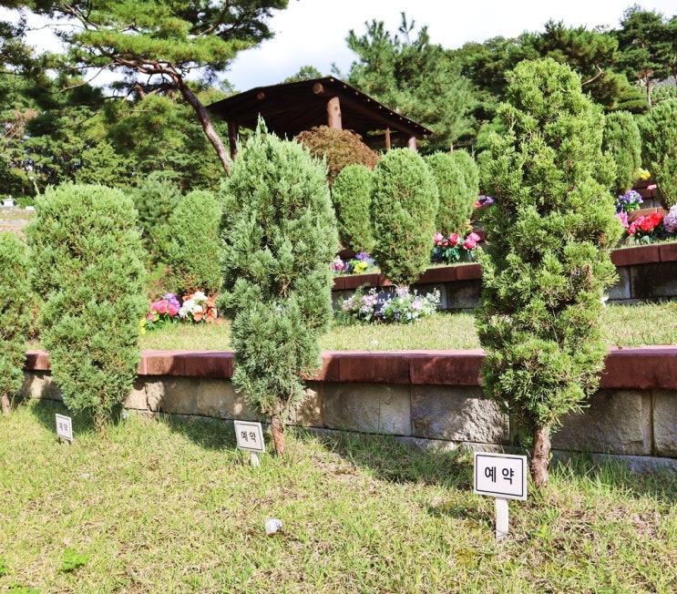  고인을 수목장 안치하는 두가지 사례
