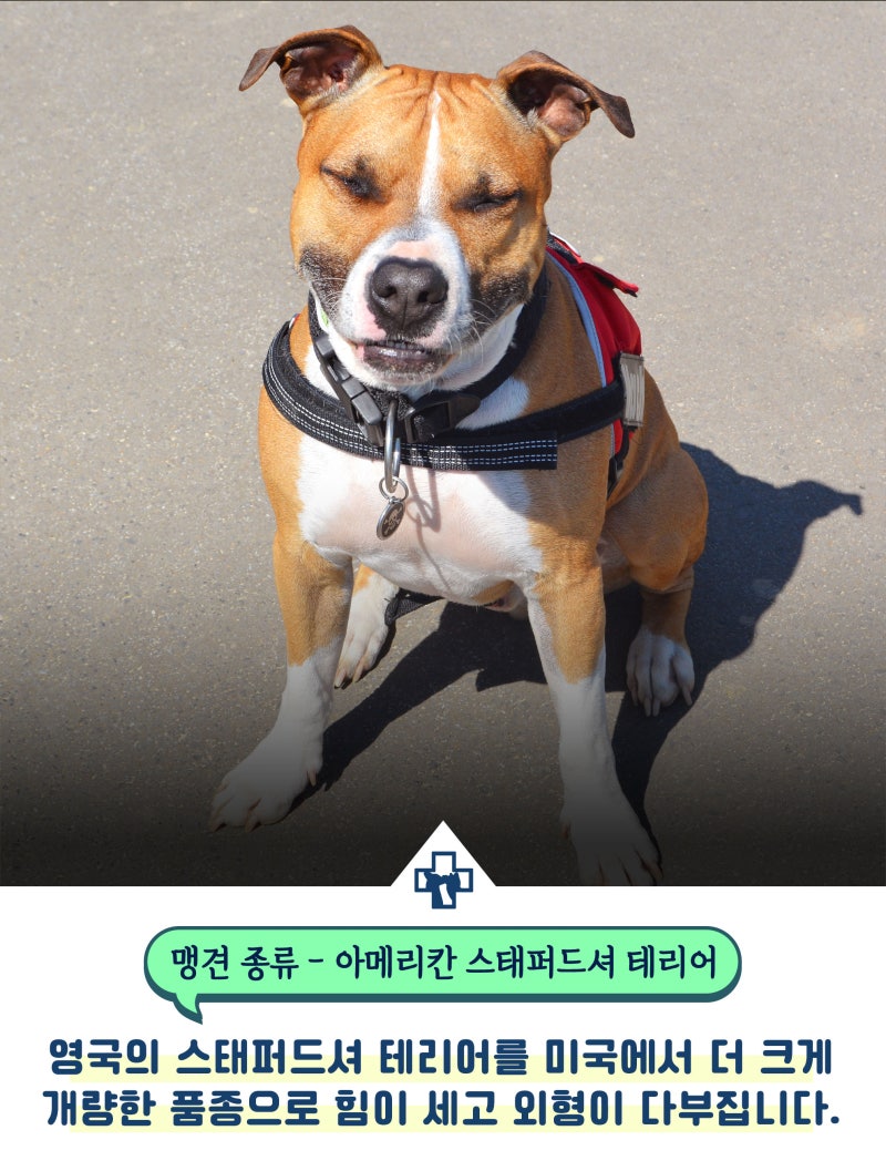 맹견 종류 어떤 아이들이 포함될까? : 네이버 블로그, image size:800x1048