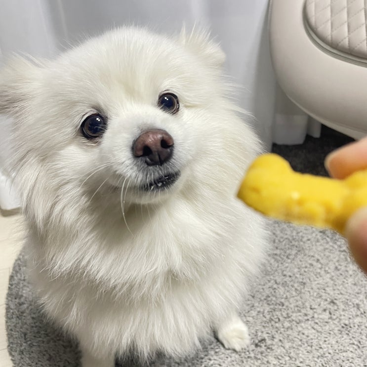 강아지수제간식 - 100% 수제로 만들어 안심인 소문난 견생맛집 마시찌멍