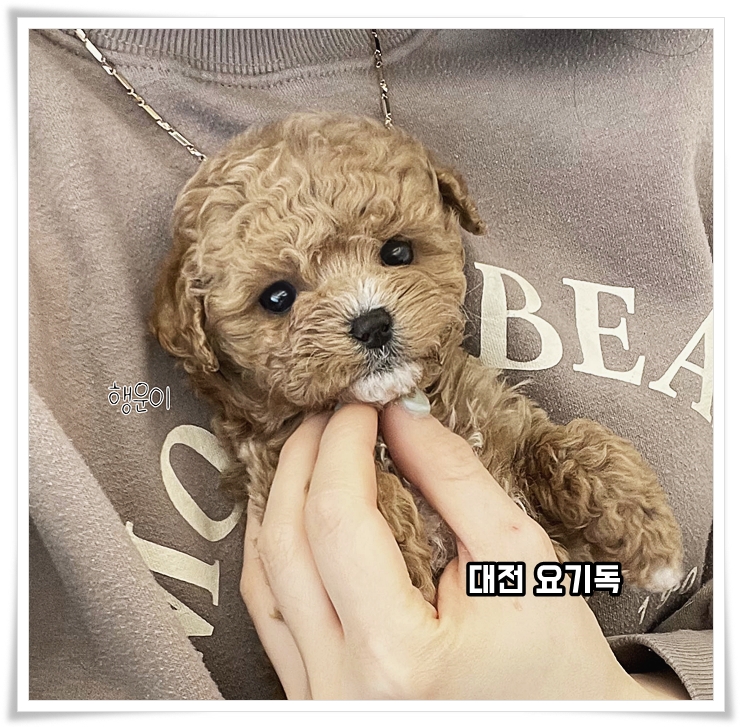  대전미니비숑분양 든든했답니다