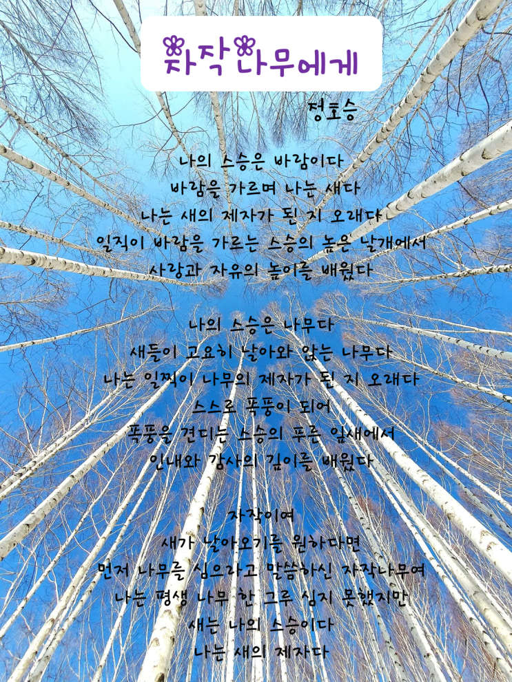 <오늘의 시 감상> 정 호승의 '자작나무에게'_환기타임즈 <오늘의 시 감상> 정 호승의 '자작나무에게'_환기타임즈