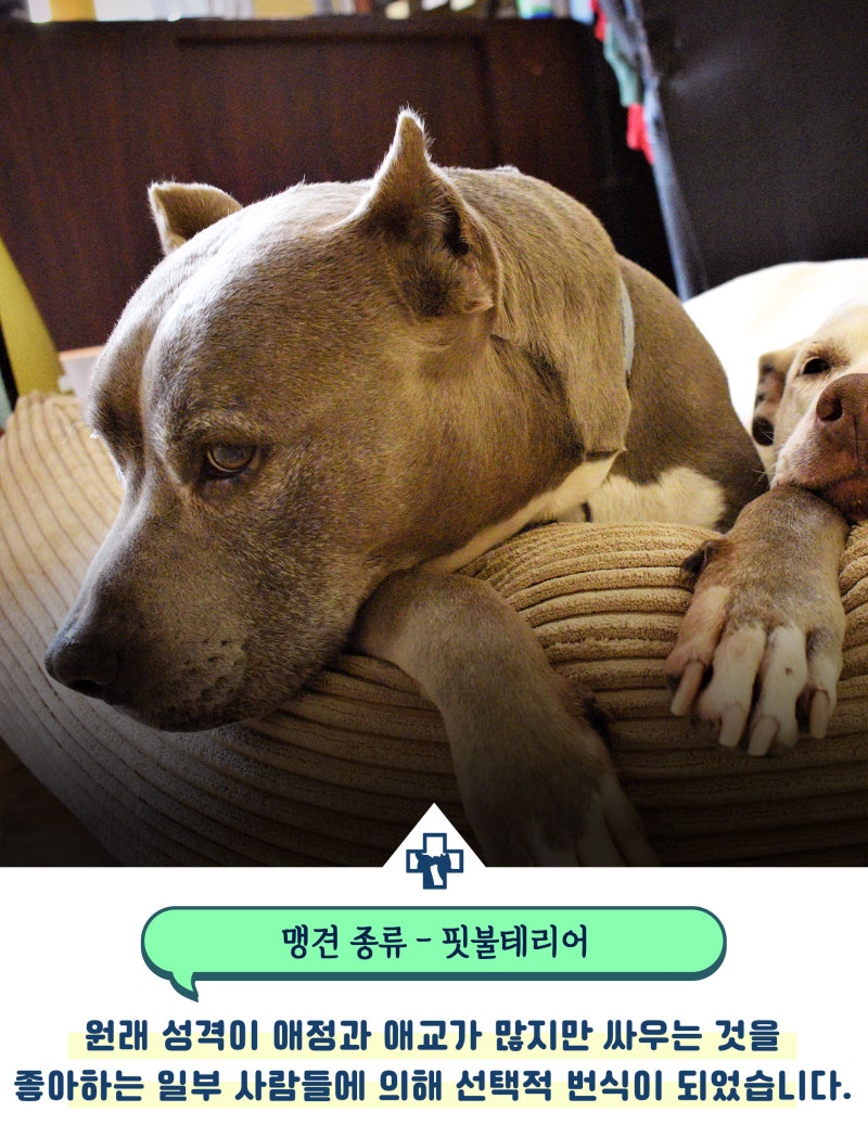 맹견 종류 어떤 아이들이 포함될까? : 네이버 블로그, image size:800x1048