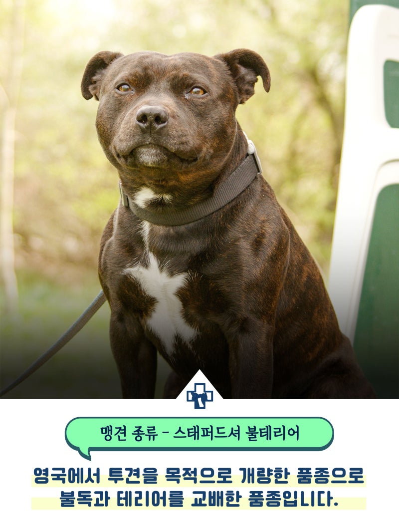 맹견 종류 어떤 아이들이 포함될까? : 네이버 블로그, image size:800x1048