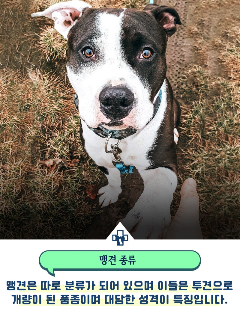 맹견 종류 어떤 아이들이 포함될까? : 네이버 블로그, image size:800x1048