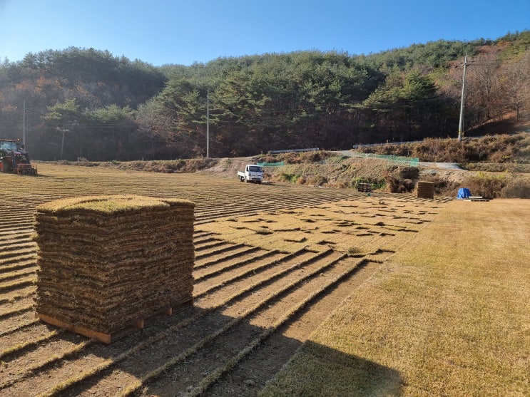  롤잔디 상차 25톤 대형 트럭 크기 확인해 보세요