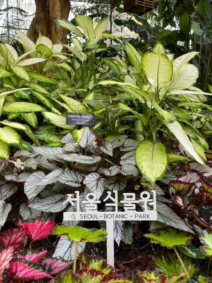 서울 마곡 데이트(서울 식물원, 가메시야 울림, 홍콩다방)