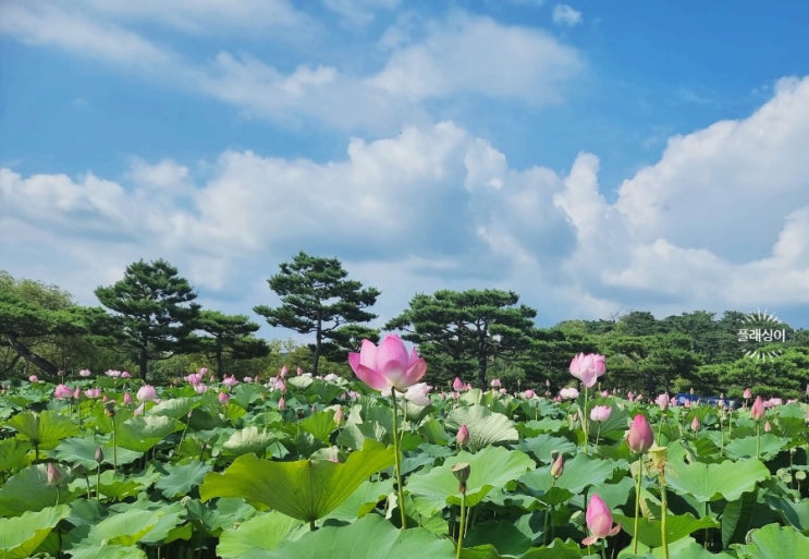  궁남지-부여.충청남도