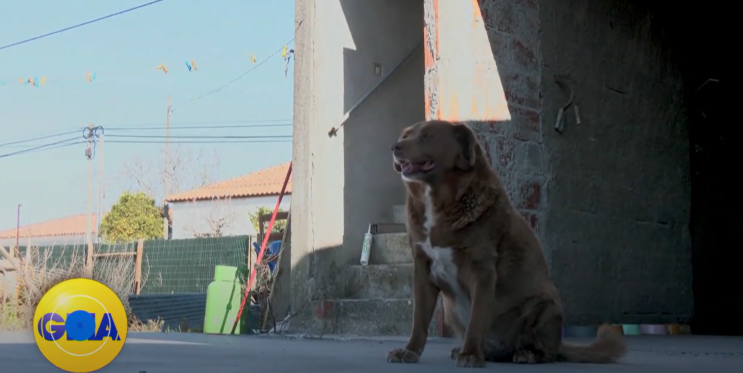  전 세계에서 가장 나이가 많은 개는? ㅣ The world's oldest living dog