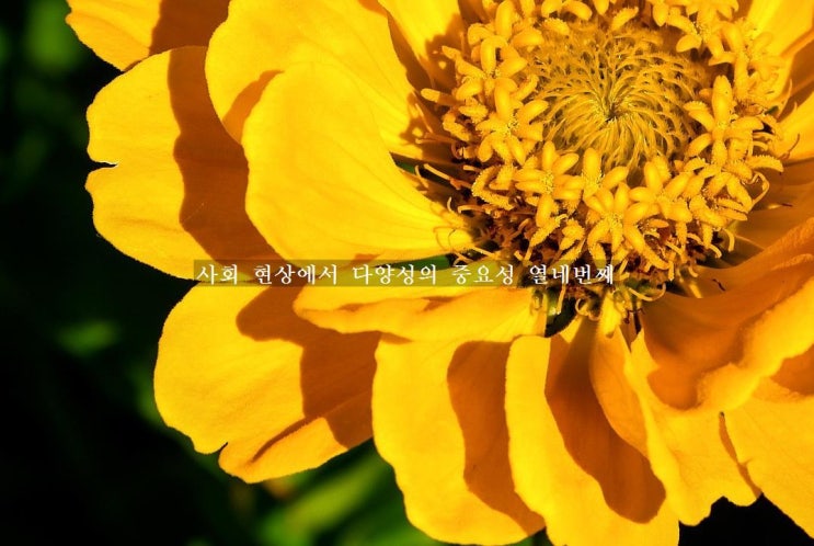  사회 현상에서 다양성의 중요성 열네번째