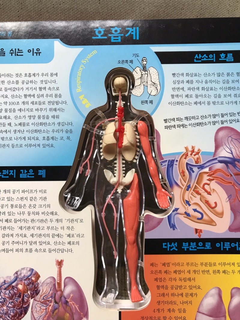 그림을 그리는 남자 PNG 일러스트 | 이미지 및 PSD 파일 | Pngtree에 무료 다운로드, image size:800x1067