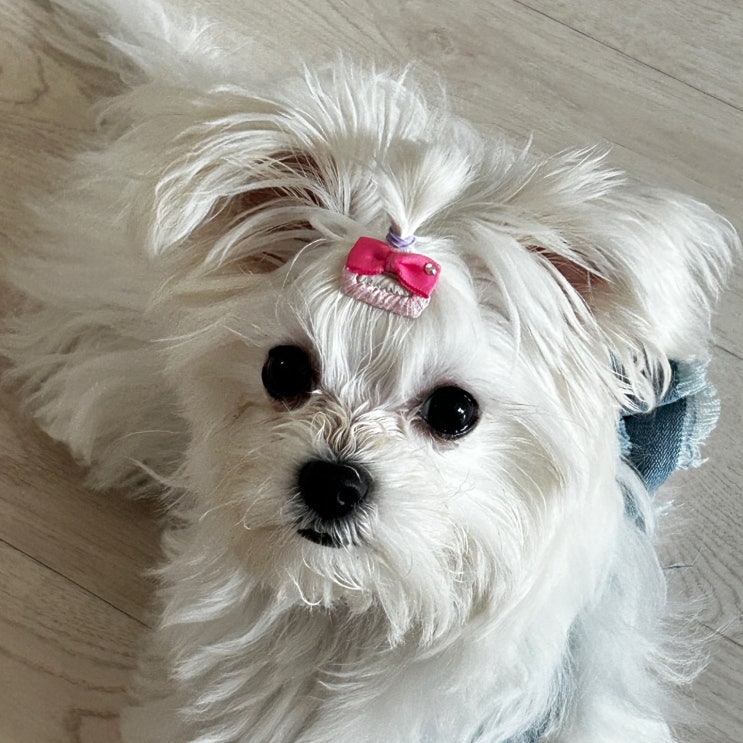  새끼 강아지, 언제부터 미용하면 좋을까? 미용하기 적절한 시기는?