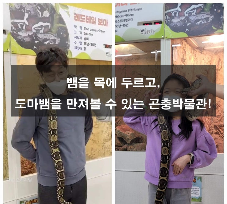  뱀을 목에 두르고, 도마뱀을 만져볼 수 있는 곤충박물관 (경기도 여주 가볼만한 곳)