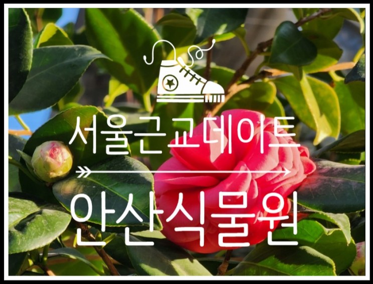 서울근교드라이브 하며 찾아간 안산시가볼만한곳 안산식물원