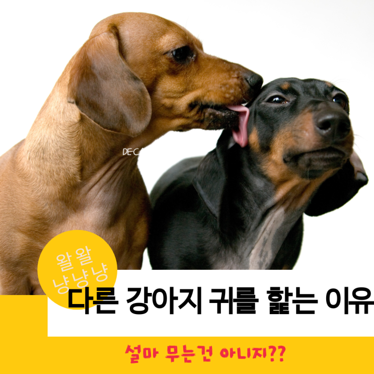  이유 있는 행동 강아지가 바닥, 물건, 몸, 손(발), 다른 강아지 귀를 핥는 이유