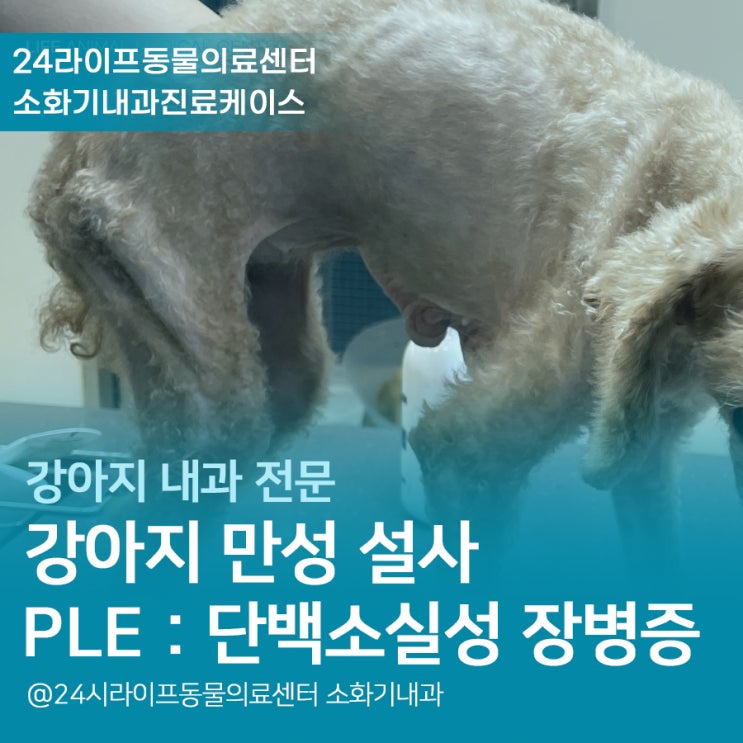 강아지 단백소실성 장병증 (PLE) / 대구24시동물병원 / 강아지 만성 설사 치료 강아지 단백소실성 장병증 (PLE) / 대구24시동물병원 / 강아지 만성 설사 치료