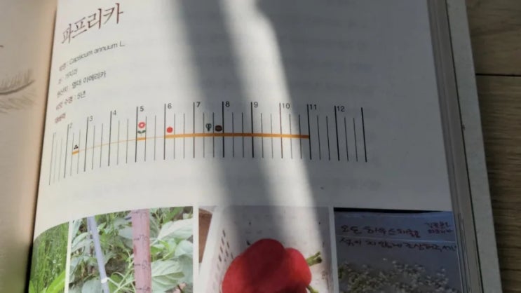  파프리카 파종하기, 모종 만들기, 파종시작, 모종판트레이 구매, 계란(달걀)판모종트레이준비