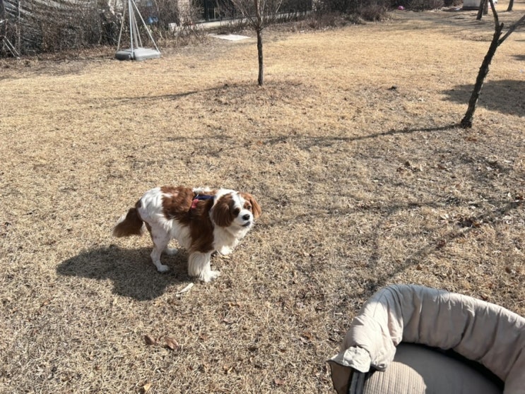  하루에 다섯번을 산책하게 된 워킹 개엄마